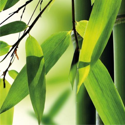 Zertifizierter organischer Bambus-Extrakt 